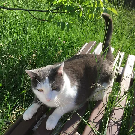Daire Im Schiller